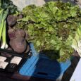 Srpnové Medlánecké farmářské trhy Srpnové Medlánecké farmářské trhy před SC Sýpka se konají dne 8. 8. 2026 od 9.00 do 12.00. Seznam prodejců (průběžně doplňujeme):