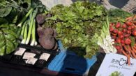 Srpnové Medlánecké farmářské trhy Srpnové Medlánecké farmářské trhy před SC Sýpka se konají dne 8. 8. 2026 od 9.00 do 12.00. Seznam prodejců (průběžně doplňujeme):